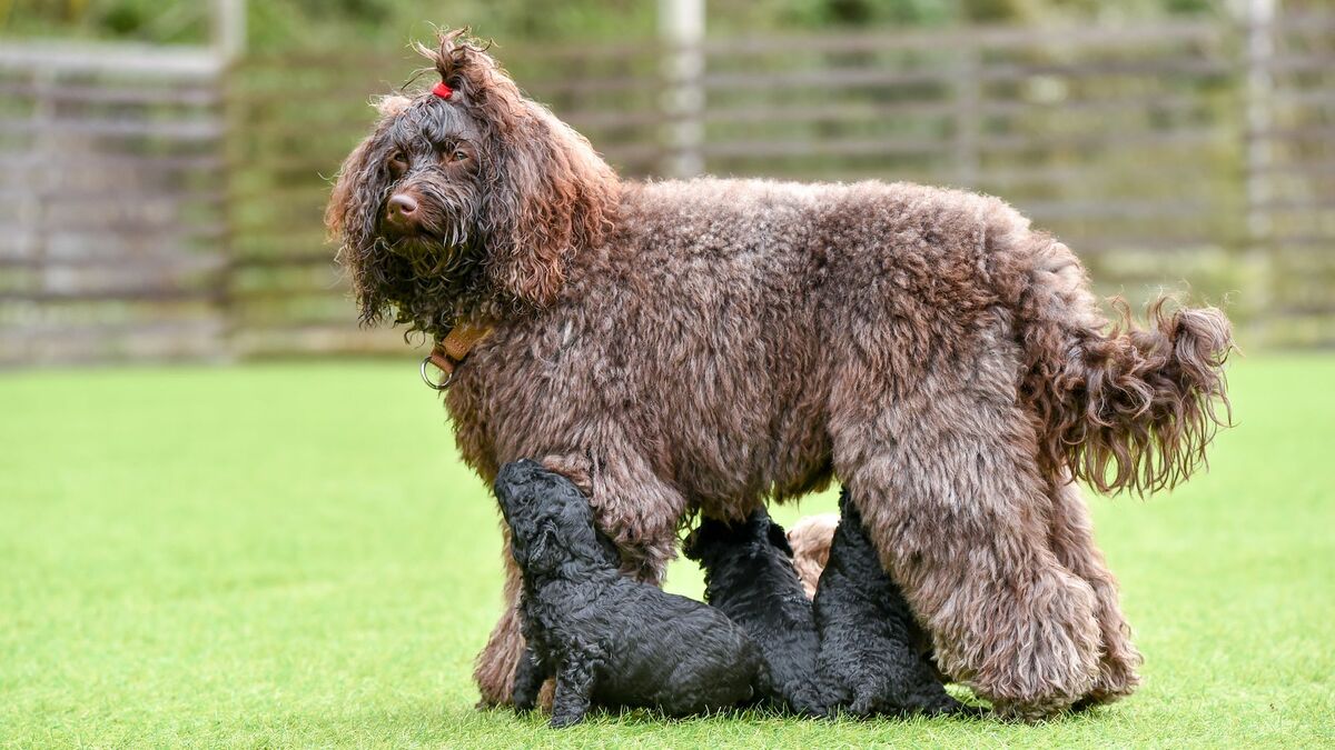 人気｢ミックス犬｣誕生の裏にある切なすぎる運命 ｢唯一無二の存在｣と主張する人に言いたいこと | ペット | 東洋経済オンライン