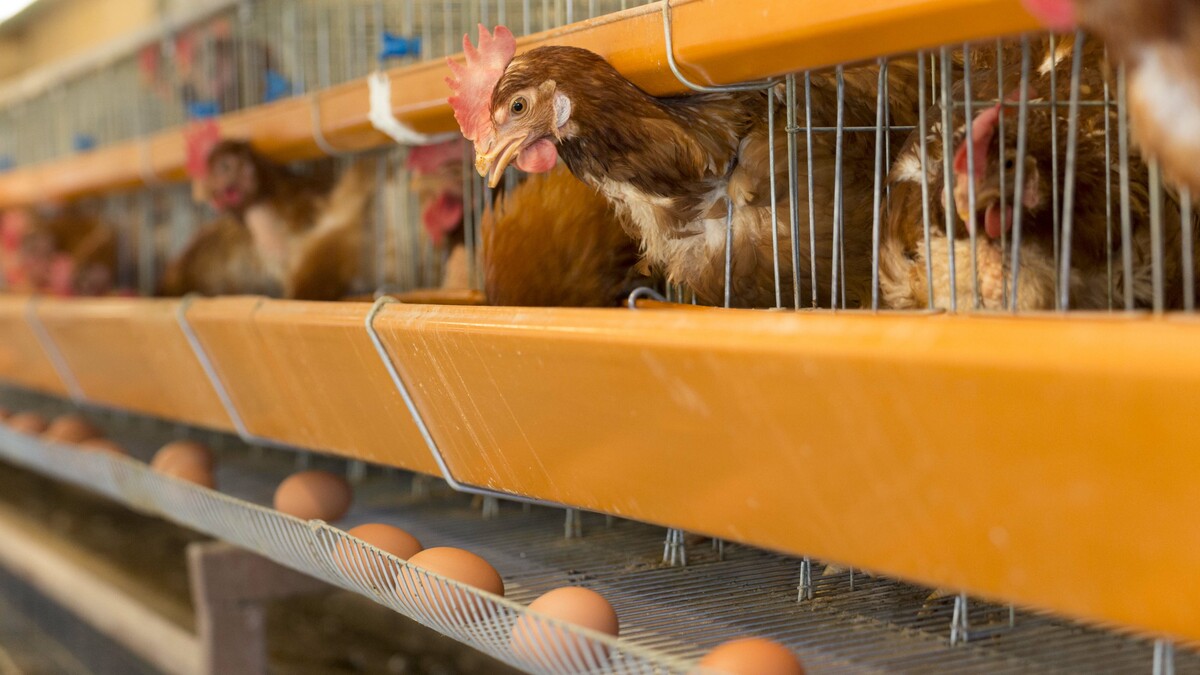 鳥インフルで卵価格2倍に､調達難で外食が悲鳴 過去最大の感染規模､供給正常化に最短半年か | 外食 | 東洋経済オンライン