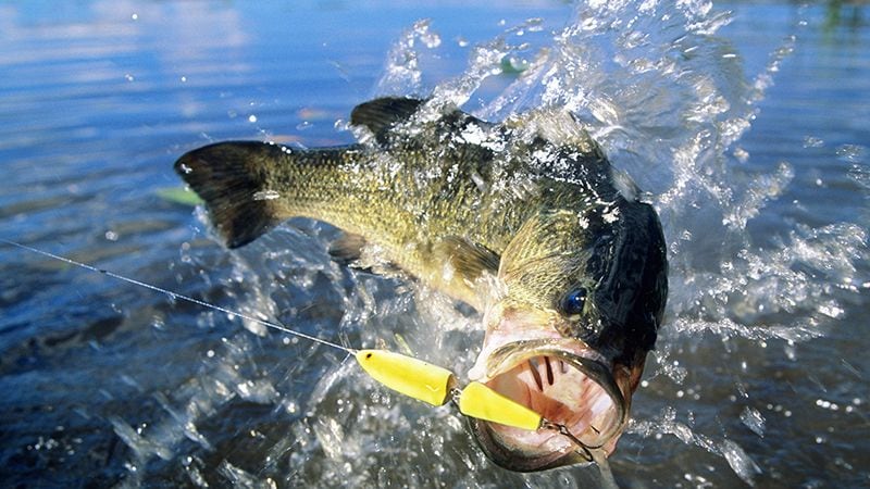 作家・夢枕獏に見る､一流が｢釣り｣にハマる理由 親との｢ライバル関係｣と