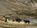 動物で大麦を脱穀する農民（写真：筆者撮影）