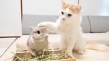 （写真：やすさん提供）