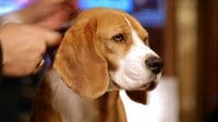 ｢犬の散歩は犯罪｣イラン当局による西側文化弾圧