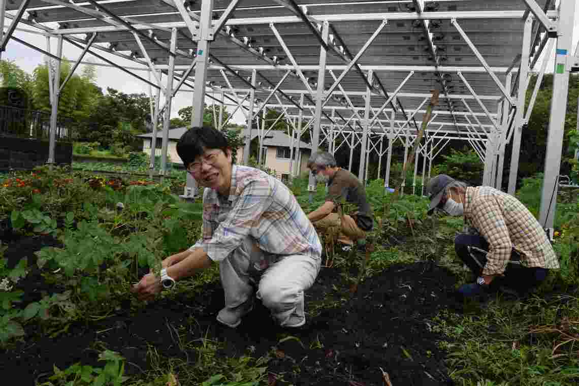 あつぎ市民発電所の営農型ソーラー。手前が遠藤睦子さん（写真：筆者撮影）