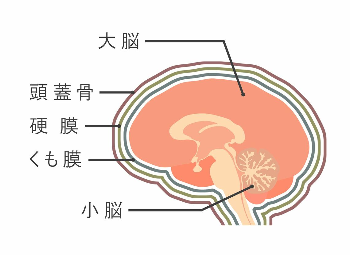 脳の仕組みと硬膜の位置（イラスト：ぺかまろ／PIXTA）