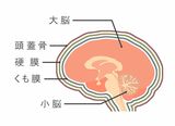 脳の仕組みと硬膜の位置（イラスト：ぺかまろ／PIXTA）