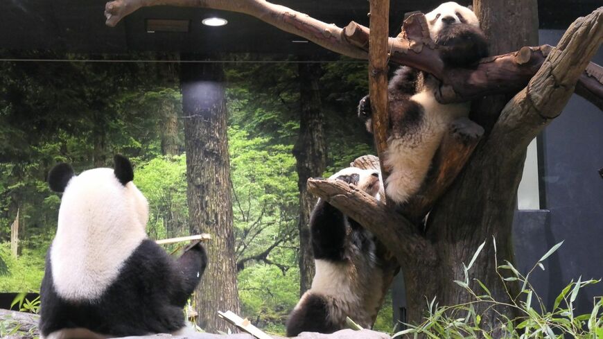 木の上のシャオシャオに近寄るレイレイ。2022年6月20日（筆者撮影）