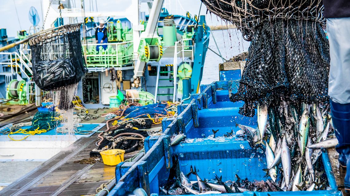 港で水揚げされた魚をコンテナに移す様子