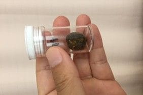 本当に梅干しの種のようだ（写真：山口さん提供）