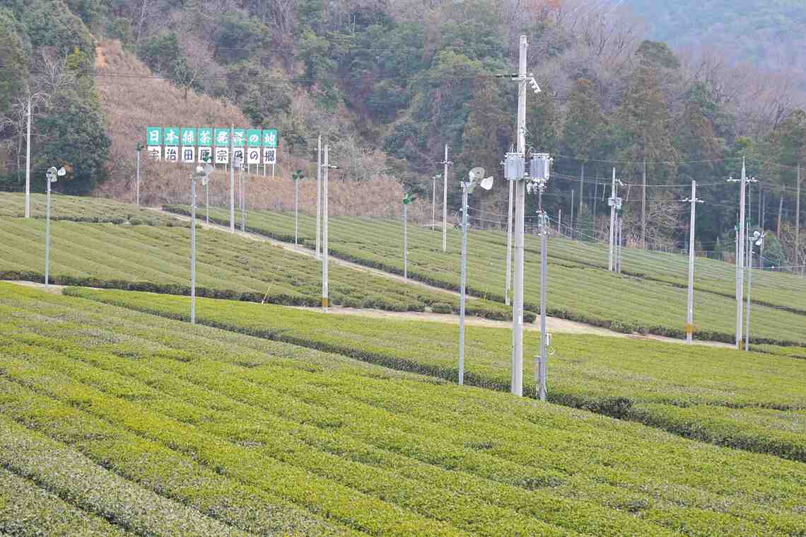 京都府宇治田原町は、緑茶発祥の地で知られる（記者撮影）