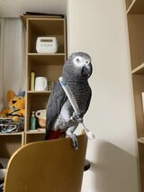 おもちゃよりカマタさんの持ち物が好きなキクノスケくん。歯ブラシは特にお気に入りで、いろんな場所に隠す（写真提供：カマタさん）