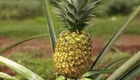 Unlocking the Pineapple's Secrets