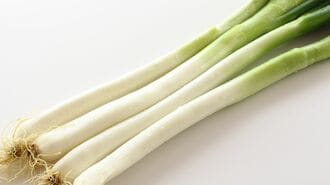 疲労解消に｢夏ネギ｣薬剤師が教える摂り方のコツ
