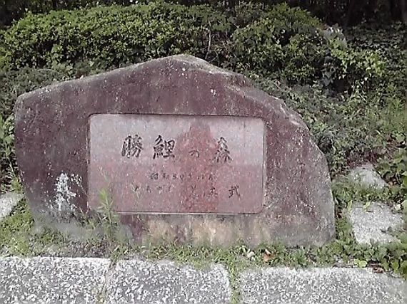 勝鯉の森