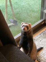 夫婦のもとにやってきた天使・フェレットのマロンくん（写真提供：ミキさん）