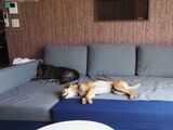 ソファーでくつろぐ保護犬たち（写真：著者提供）