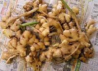 永谷園生姜部が高めるブランド価値《それゆけ！カナモリさん》