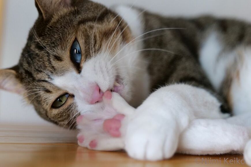 兄貴猫から意地悪された。肉球をきれいにしてリフレッシュ（埼玉県さいたま市にて／写真：新美敬子）