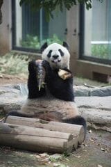 シンシン。2016年4月18日撮影（写真：高氏さん提供）