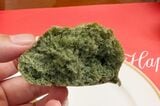 よもぎロールの断面。噛むほどによもぎの香りが口のなかに広がる（筆者撮影）