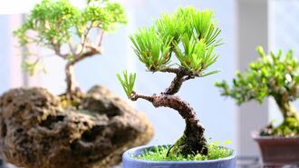 黒松のミニ盆栽（Japanese Bonsai / インテリア・和風観葉植物）
