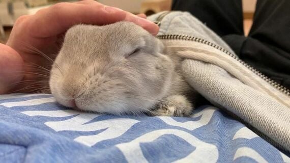 目をつぶって眠るぽぽちゃん