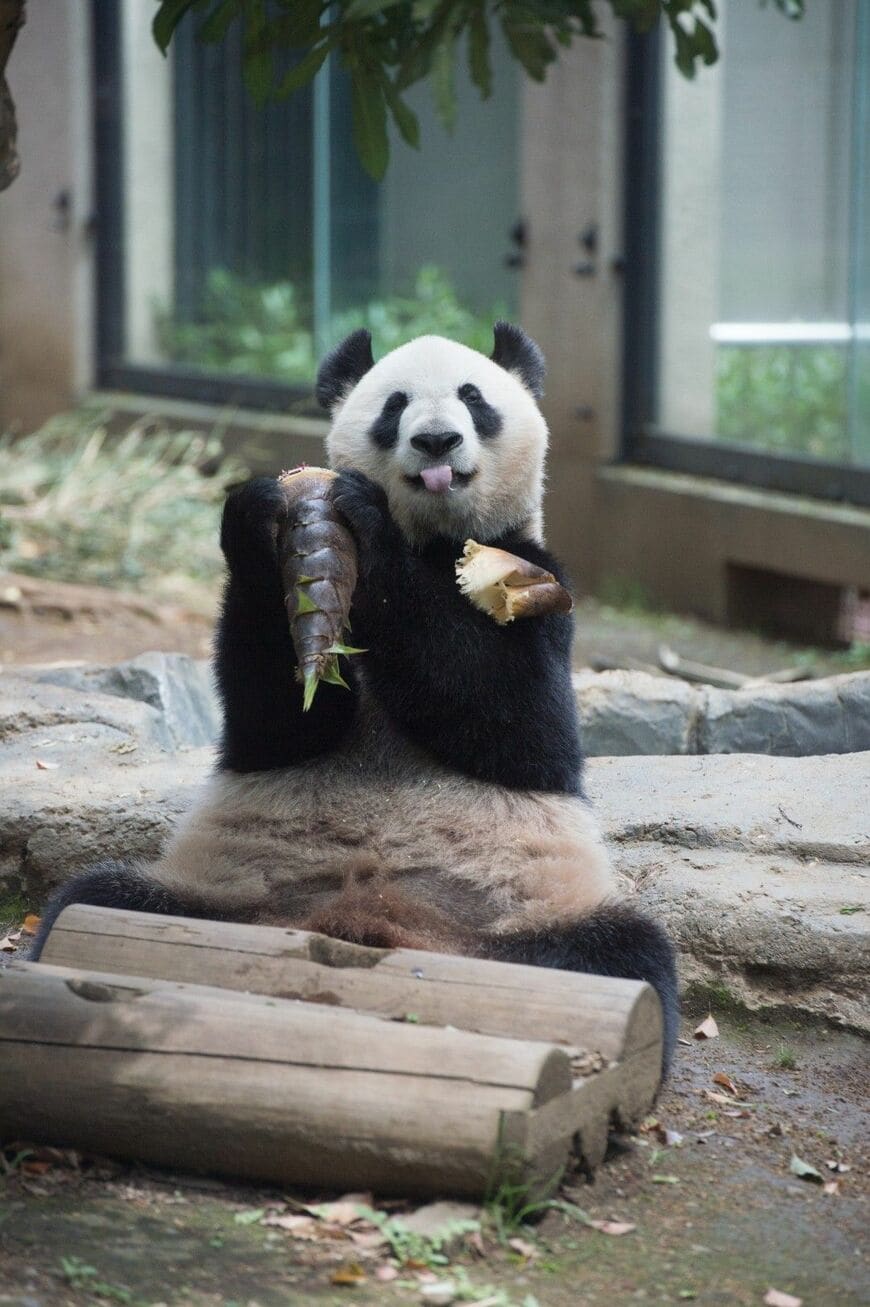 シンシン。2016年4月18日撮影（写真：高氏さん提供）