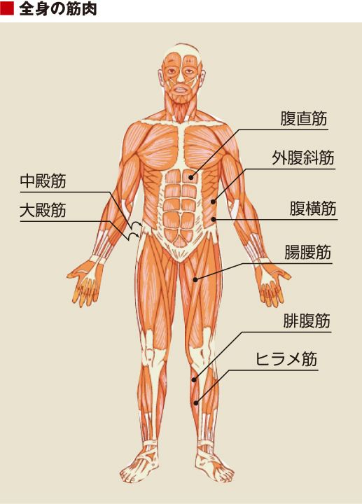 体の筋肉