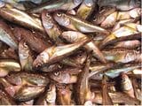 ハタハタ（写真：筆者提供）