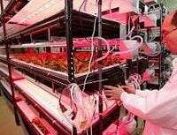 大企業が続々参入　植物工場は儲かるか 3年間で工場の数は2倍以上に