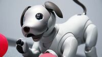 ソニーのロボット新戦略 ｢アイボ｣再出発で始まる