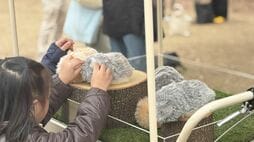時計と電卓に次ぐ柱へ･･･カシオのAIペット｢モフリン｣が､｢話さない･動かない｣のにヒットしている理由