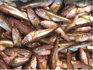 日本の漁業では小さな魚を獲らない」はウソ…？ 世界の中で日本の