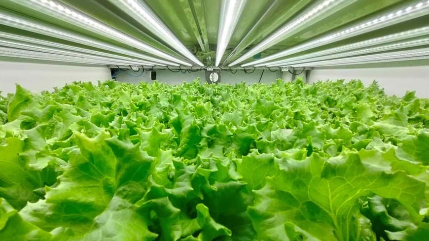 植物工場のレタス