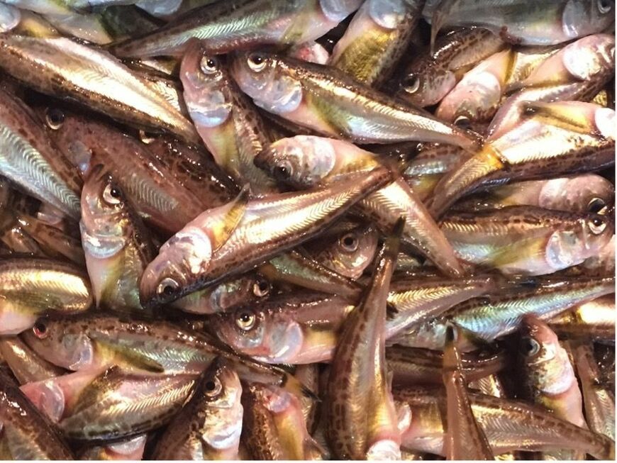 ハタハタ（写真：筆者提供）