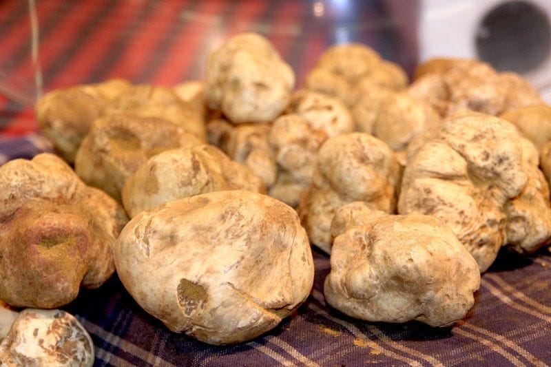 白トリュフ。収穫量や年、時期によって変化するが、相場は1キロ3000〜4000ユーロ（約43万～57万円）とも言われる（著者撮影）