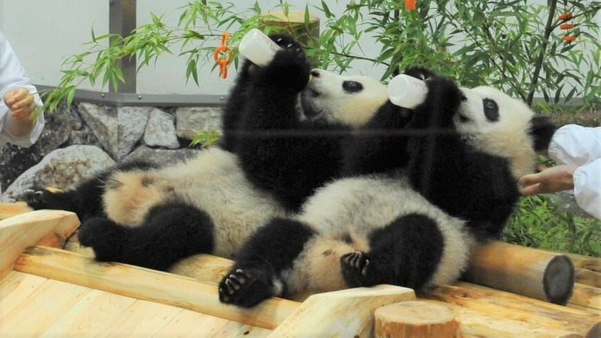 哺乳瓶でミルクを飲む双子の桜浜と桃浜。2015年7月7日（写真：アドベンチャーワールド提供）