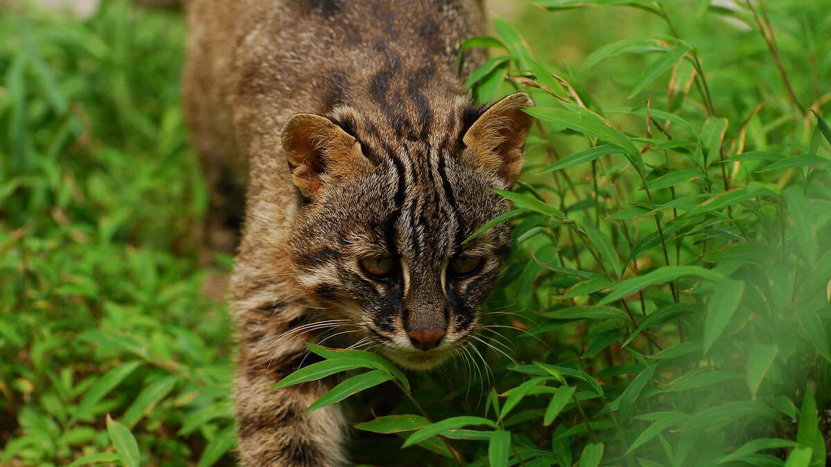 絶滅危惧｢ツシマヤマネコ｣人のせいで犠牲の悲劇 ロードキルは単なる｢不幸な交通事故｣ではない | 動物・植物 | 東洋経済オンライン