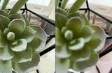 左は iPhone 13 Proで撮影した植物の接写。標準カメラアプリ、加工なし、リサイズのみで撮影したもの。右が iPhone 12 Proで撮影した植物の接写。標準カメラアプリ、加工なし、リサイズのみで撮影したもの（写真：LEON編集部）