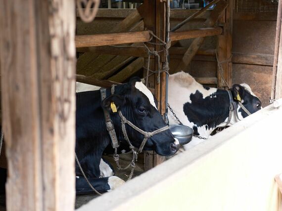 大泉学園 小泉牧場