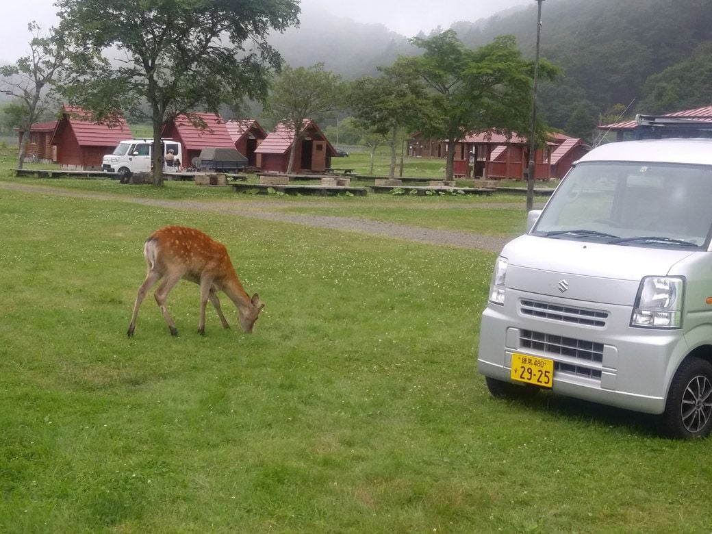 朝晩キャンプ場に現れるエゾシカ（写真：織田さん提供）