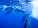 イルカを増やすのは難しい？（写真：筆者撮影）