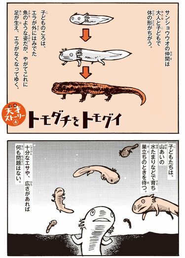 小顔だと死へ直結｣サンショウウオの超怖い生態 実は過酷な生存競争を