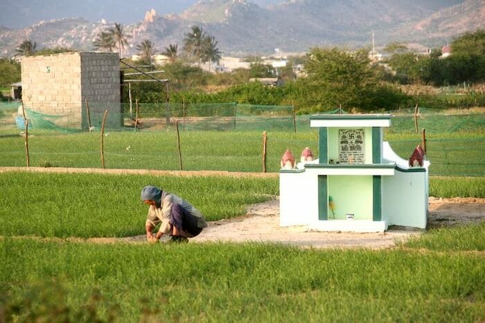 タイアン村では砂地でも可能なにんにく栽培などが盛ん