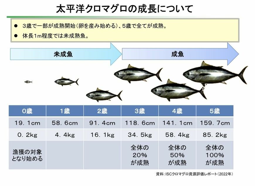 太平洋クロマグロの成長（画像：水産庁）