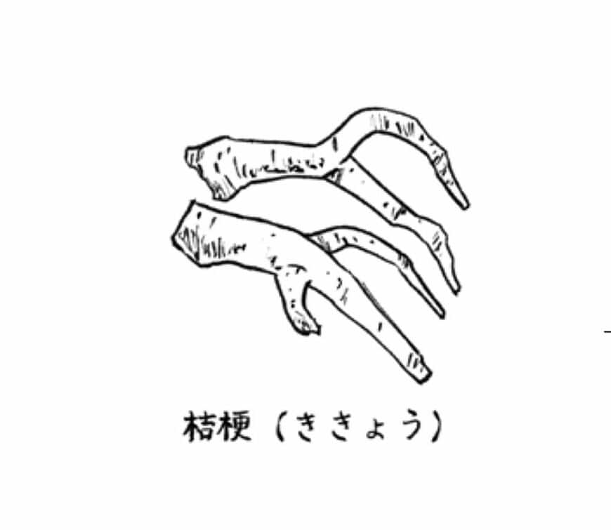 桔梗