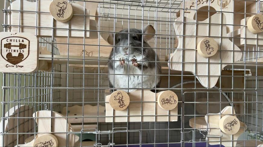 ぺぺくんの大きさで全力で回し車を使うと、かなりの振動と音があり、最初は夜眠れなかったという（写真：一真さん提供）