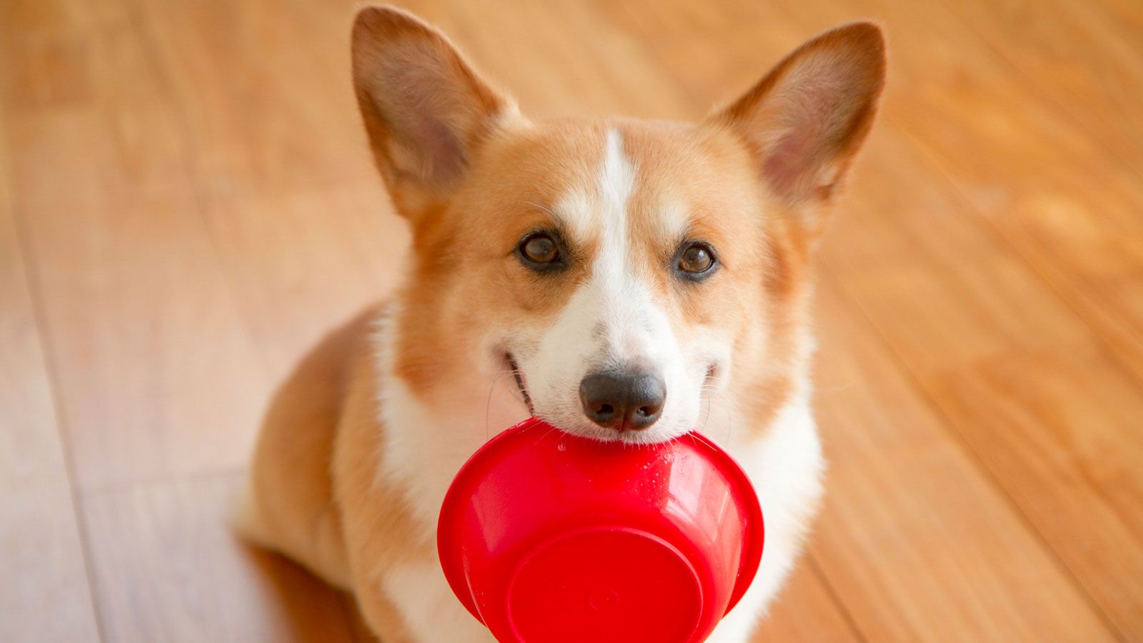 犬 にまつわる英語はこんなにも辛らつだ 実践 伝わる英語トレーニング 東洋経済オンライン 経済ニュースの新基準