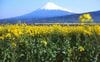 春の富士山と0系