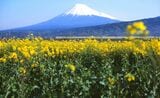 春の富士山と0系（撮影：南正時）