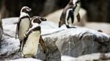 今回はフンボルトペンギンの話です（写真：ojos／PIXTA）